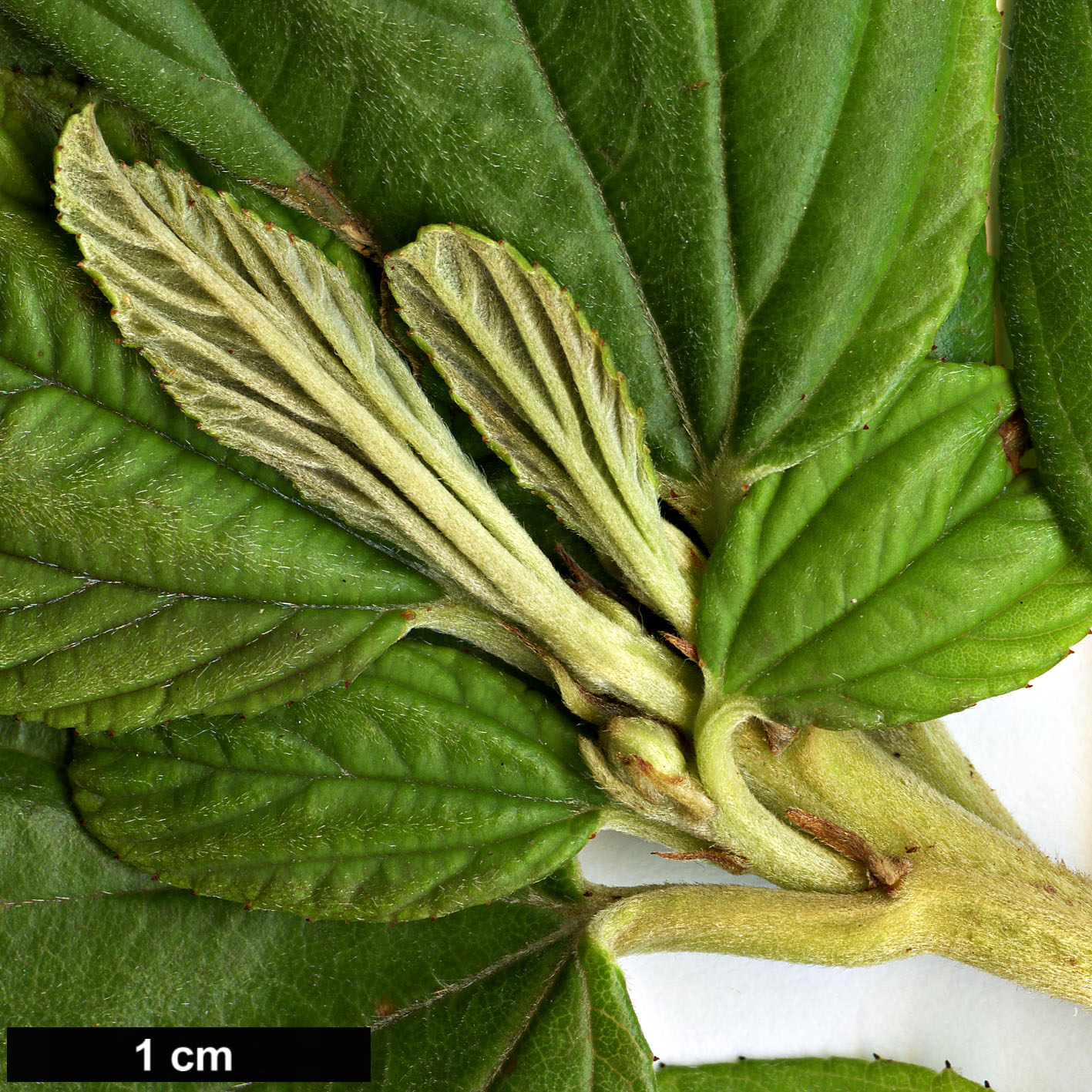 High resolution image: Family: Rhamnaceae - Genus: Ceanothus - Taxon: arboreus - SpeciesSub: ’Trewithen Blue’